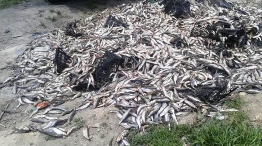 Van&rsquo;da 8 Ton 580 Kilogram Ka&ccedil;ak Balık Ele Ge&ccedil;irildi