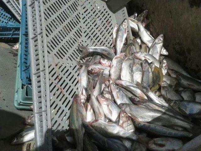 Van’da 8 Ton 580 Kilogram Kaçak Balık Ele Geçirildi