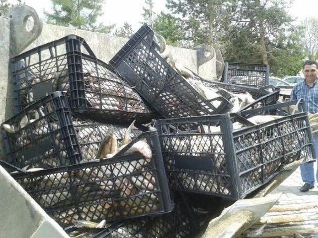 Van’da 8 Ton 580 Kilogram Kaçak Balık Ele Geçirildi