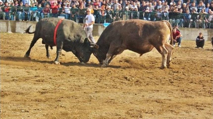 Boğa G&uuml;reşlerini İzlemek İ&ccedil;in Binlerce Kişi Arenayı Doldurdu