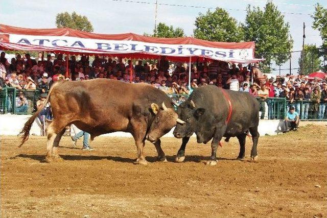 Boğa Güreşlerini İzlemek İçin Binlerce Kişi Arenayı Doldurdu