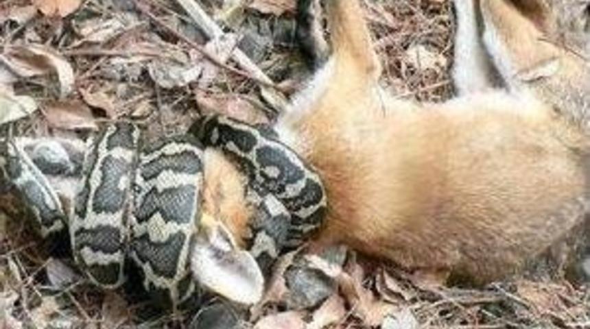 Yılana Saldıran Tilkinin Acı Sonu