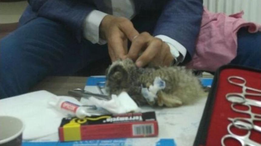 G&ouml;zlerinde &Ouml;dem Oluşan Baykuş Kurtarıldı