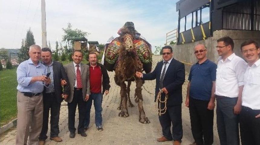 Kermes İ&ccedil;in Getirilen Deveye B&uuml;y&uuml;k İlgi