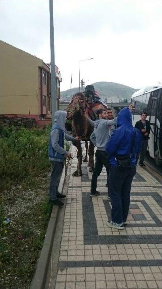 Kermes İçin Getirilen Deveye Büyük İlgi