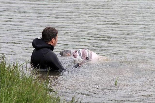 Kayıp Olan Vatandaşın Cesedi Porsuk &Ccedil;ayında Bulundu 1