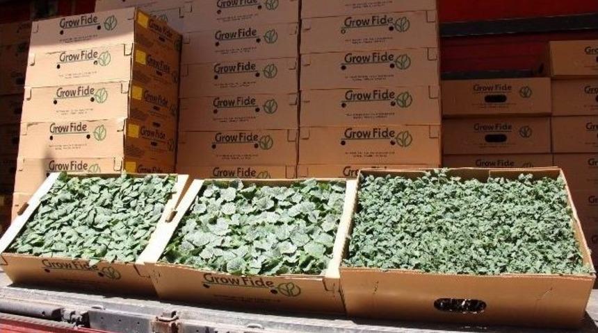 Sivas İl &Ouml;zel İdaresi&rsquo;nden &Ccedil;ift&ccedil;ilere Sebze Fidesi Desteği