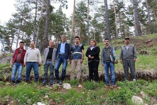Akdağmadeni&rsquo;nde Sarı&ccedil;am Tabii Gen&ccedil;leştirme &Ccedil;alışmaları Y&uuml;z G&uuml;ld&uuml;r&uuml;yor 1
