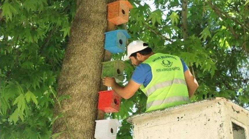 Ağa&ccedil;lara Kuş Yuvası Takıldı