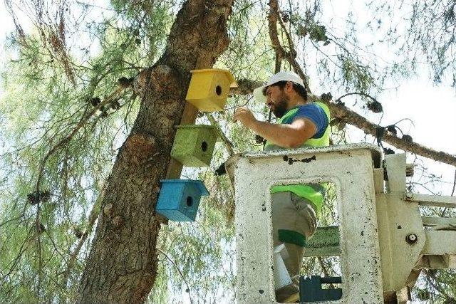 Ağaçlara Kuş Yuvası Takıldı