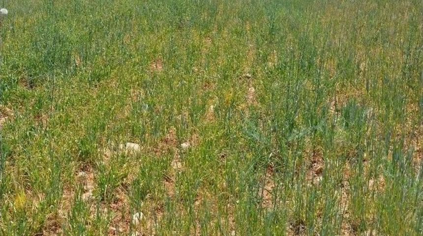 Antalya&rsquo;da Ekili Alanlar Kuraklık Tehdidi Altında