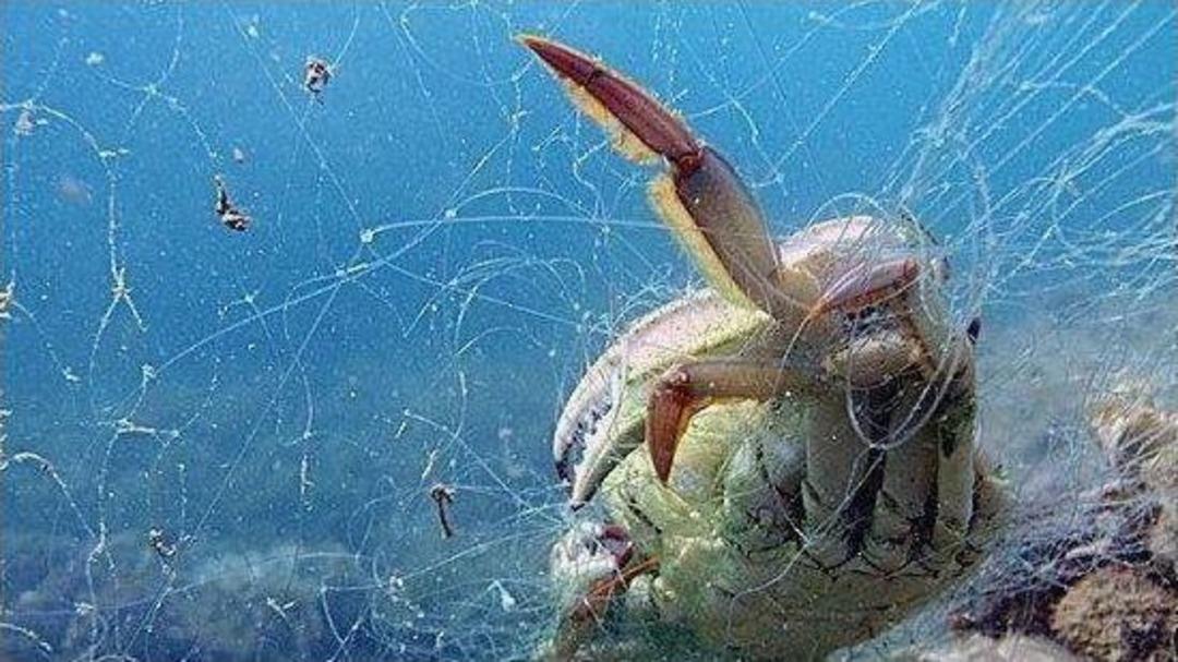 Misina Avının Serbest Bırakılması Dedikodularına İki Federasyondan Ortak Tepki