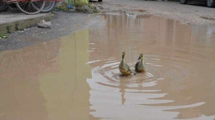 G&ouml;le D&ouml;nen Cadde &Ouml;rdeklere Kaldı