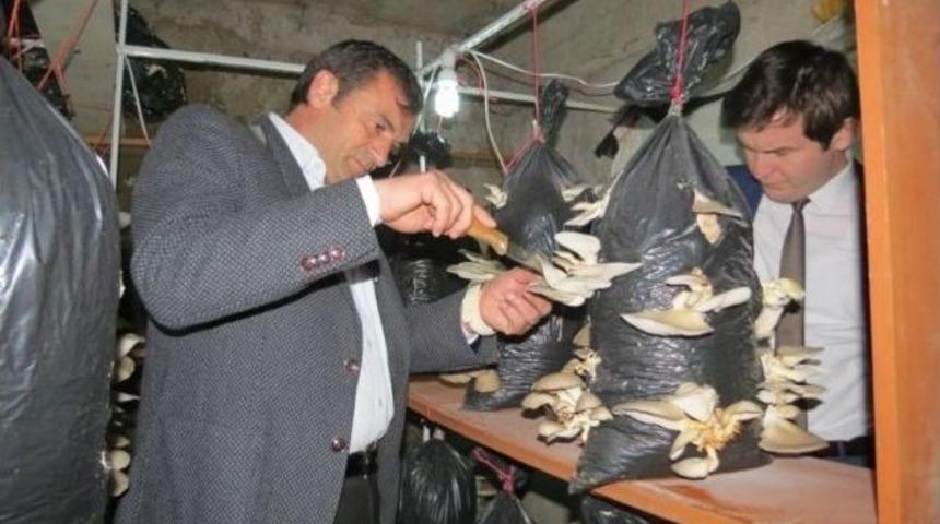 İstiridye Mantarı Kazandıracak