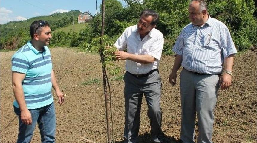&Ouml;rnek Ceviz Bah&ccedil;eleri &Uuml;retimi Teşvik Edecek