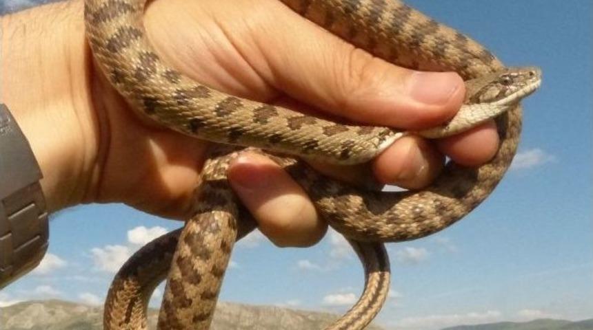 Yaban Hayatı Uzmanından "yılanları &Ouml;ld&uuml;rmeyelim" Uyarısı