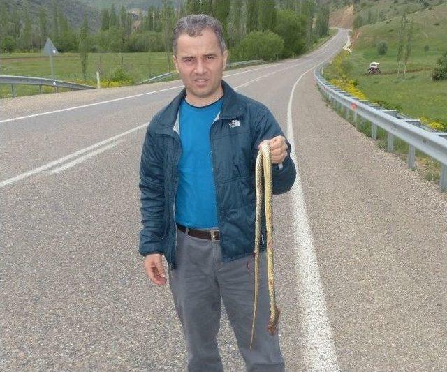 Yaban Hayatı Uzmanından "yılanları &Ouml;ld&uuml;rmeyelim" Uyarısı 1