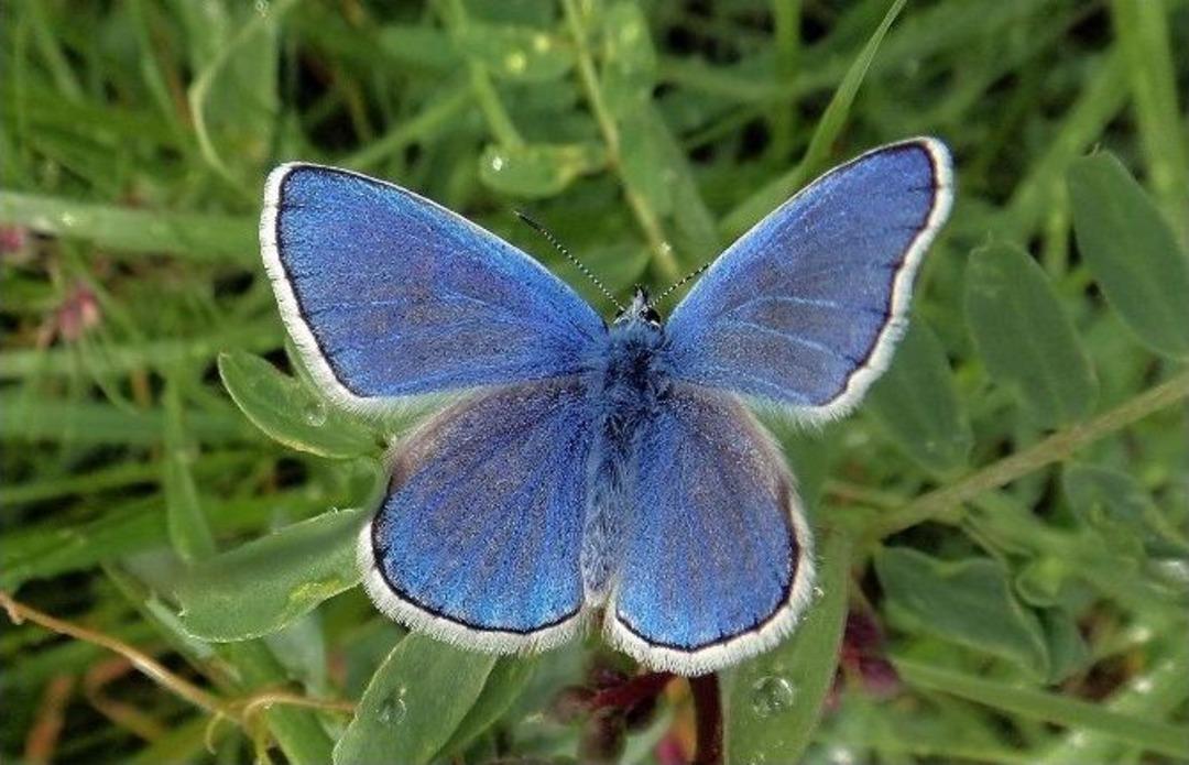 Kelebek Avcısı Fotoğraf&ccedil;ılar Saimbeyli&rsquo;de