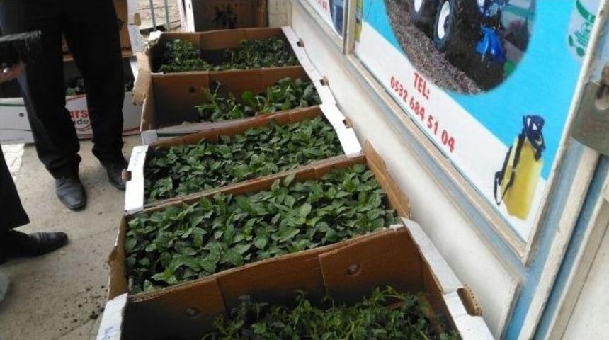 Hakkari&rsquo;de Sebze Fidesi Ve Tohumuna B&uuml;y&uuml;k İlgi