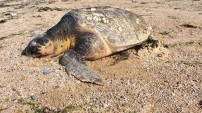 Aksaz Sahiline &Ouml;l&uuml; Caretta Caretta Vurdu