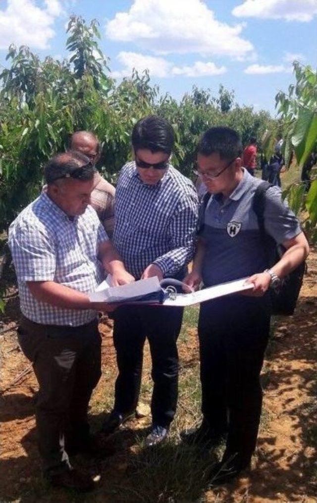 Salihli Kirazı &Ccedil;in&rsquo;in Ağzını Tatlandıracak 1