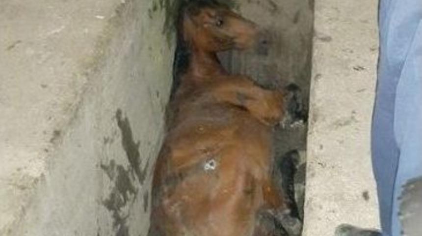 Mersin&rsquo;de Yıkama-yağlama &Ccedil;ukuruna D&uuml;şen Atı İtfaiye Kurtardı