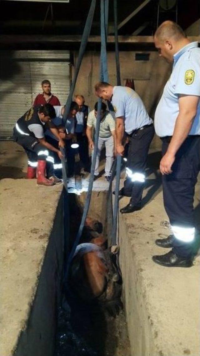 Mersin&rsquo;de Yıkama-yağlama &Ccedil;ukuruna D&uuml;şen Atı İtfaiye Kurtardı 1