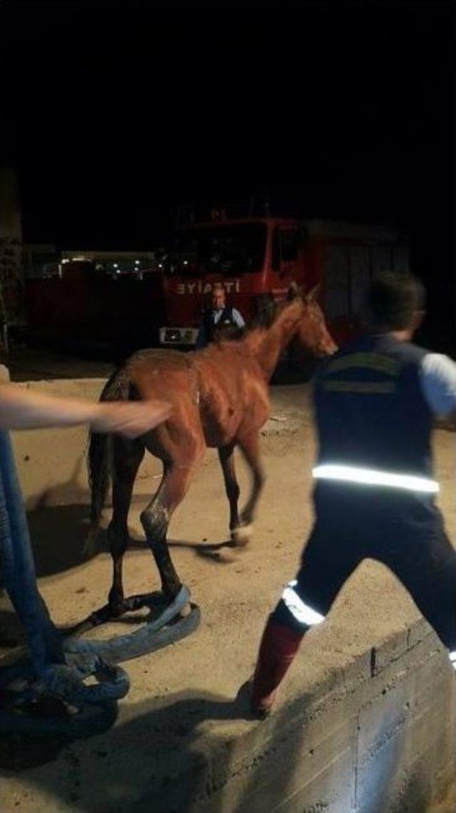 Mersin&rsquo;de Yıkama-yağlama &Ccedil;ukuruna D&uuml;şen Atı İtfaiye Kurtardı 3