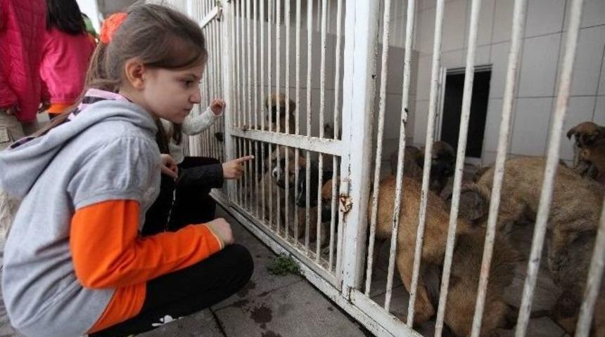 Minikler Sahipsiz Hayvanları Ziyaret Etti