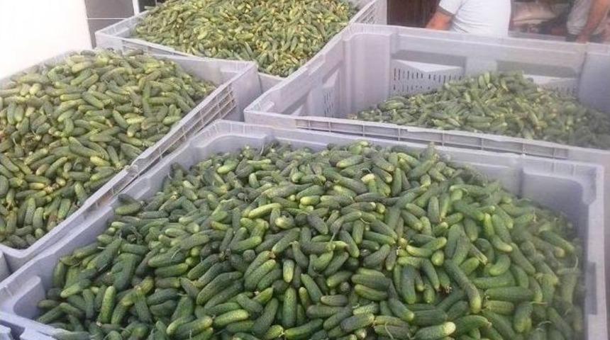 &Ouml;demiş&rsquo;te Kornişon Salatalık Sezonu A&ccedil;ıldı