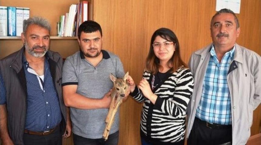 K&ouml;yl&uuml;ler Yavru Ceylan Buldu