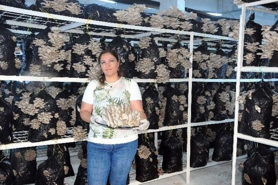 Kadın Girişimciden &lsquo;istiridye Mantarı&rsquo; Yetiştiriciliği