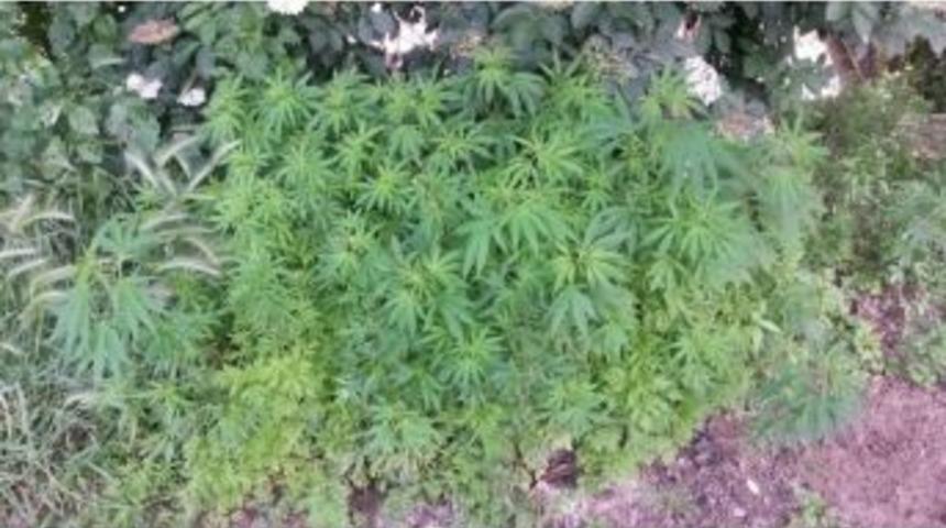 Edirne&rsquo;de 101 Bin K&ouml;k Kenevir Bitkisi Ele Ge&ccedil;irildi