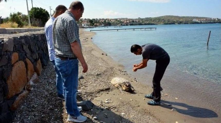 Aliağa&rsquo;da &Ouml;l&uuml; Caretta Caretta Bulundu