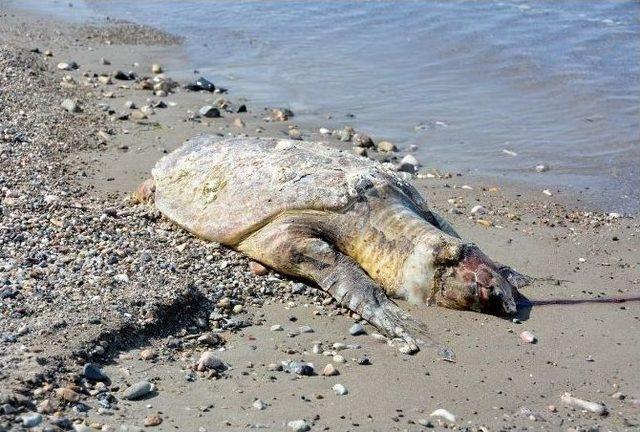 Aliağa’da Ölü Caretta Caretta Bulundu