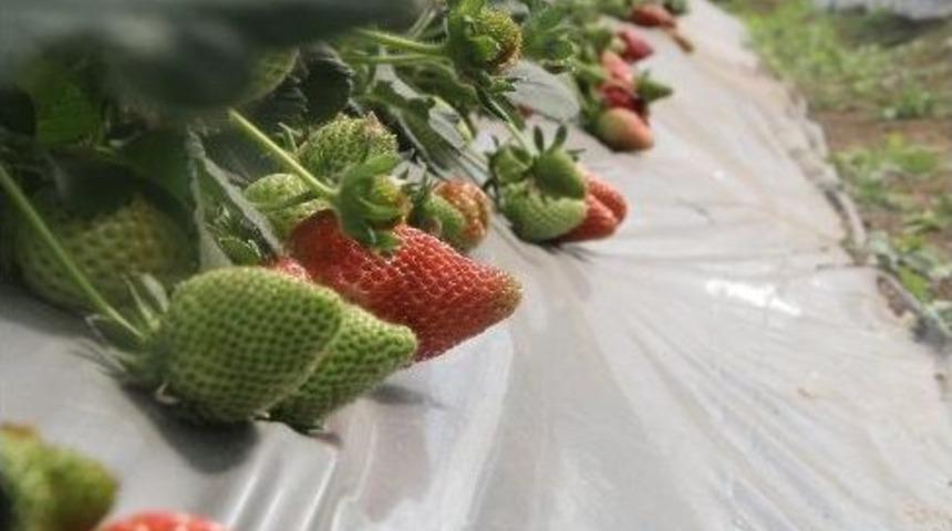 Çilek Yetiştiriciliğinde Samsun’da Yeni Çeşitler