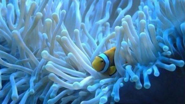 Anemonlar Aquavega’da