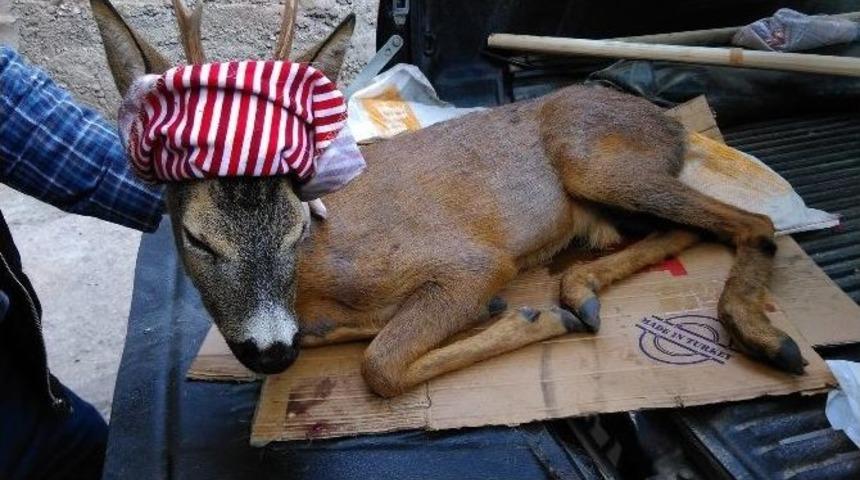G&uuml;m&uuml;şhane&rsquo;de Yaralı Karaca Tedavi Edildi