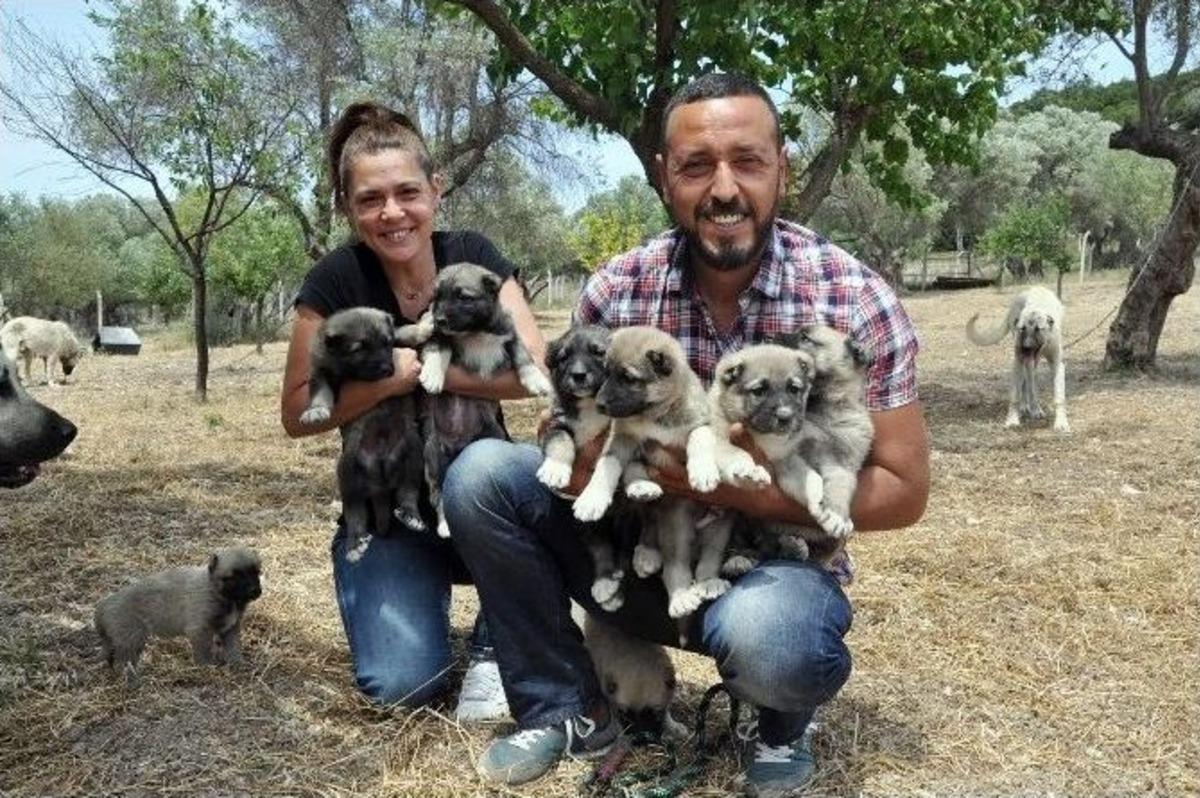 İstanbul&rsquo;dan Ka&ccedil;ıp İzmir&rsquo;de K&ouml;pek &Ccedil;iftliği Kurdular
