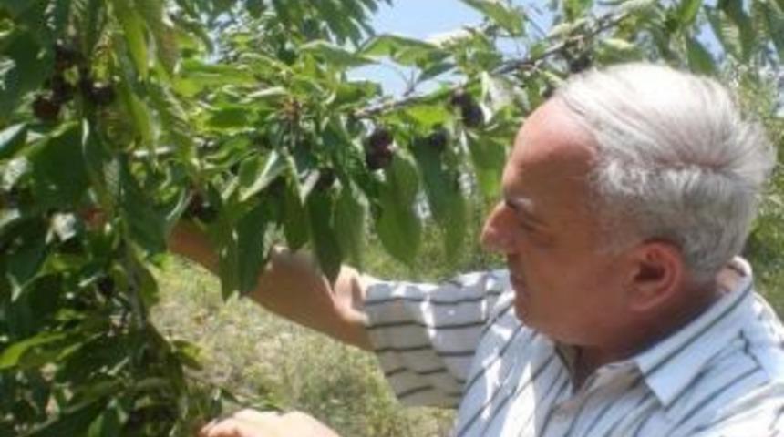 &Uuml;reticilere Kiraz Sineği İle M&uuml;cadele Uyarısı