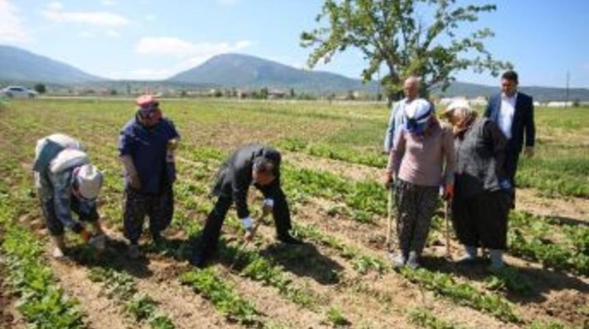 &Ouml;zaltun, Kadın İş&ccedil;ilerle Pancar &Ccedil;apası Yaptı