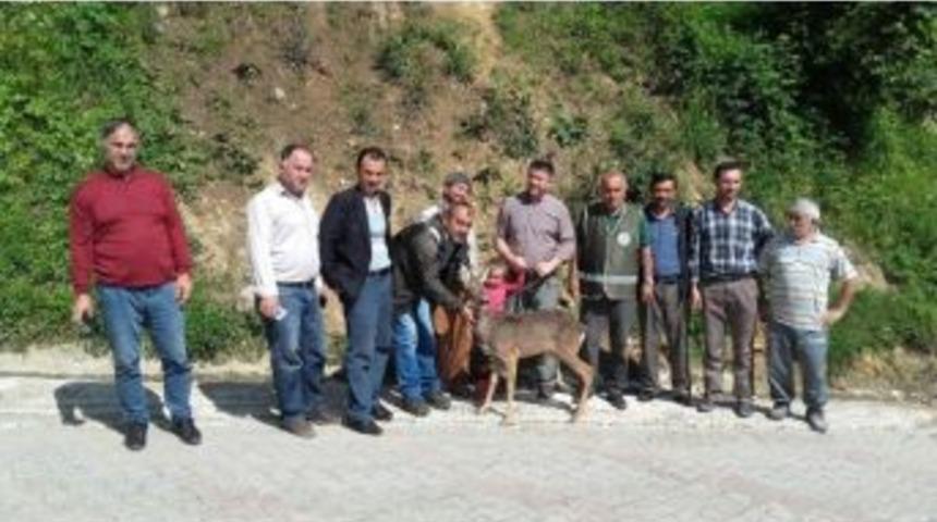 Yaralı Karaca K&ouml;yl&uuml;lerin Y&ouml;ntemi İle İyileştirildi