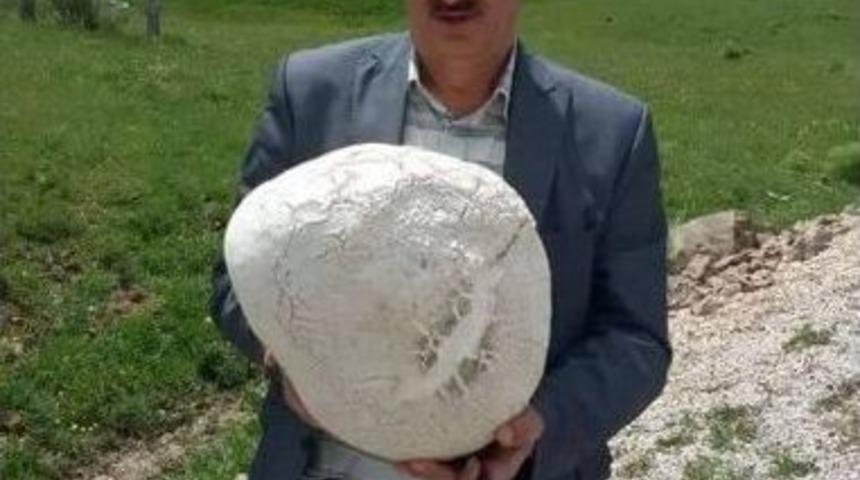 Beş Kilo Ağırlığında &Ccedil;aşır Mantarı, G&ouml;renleri Şaşırttı