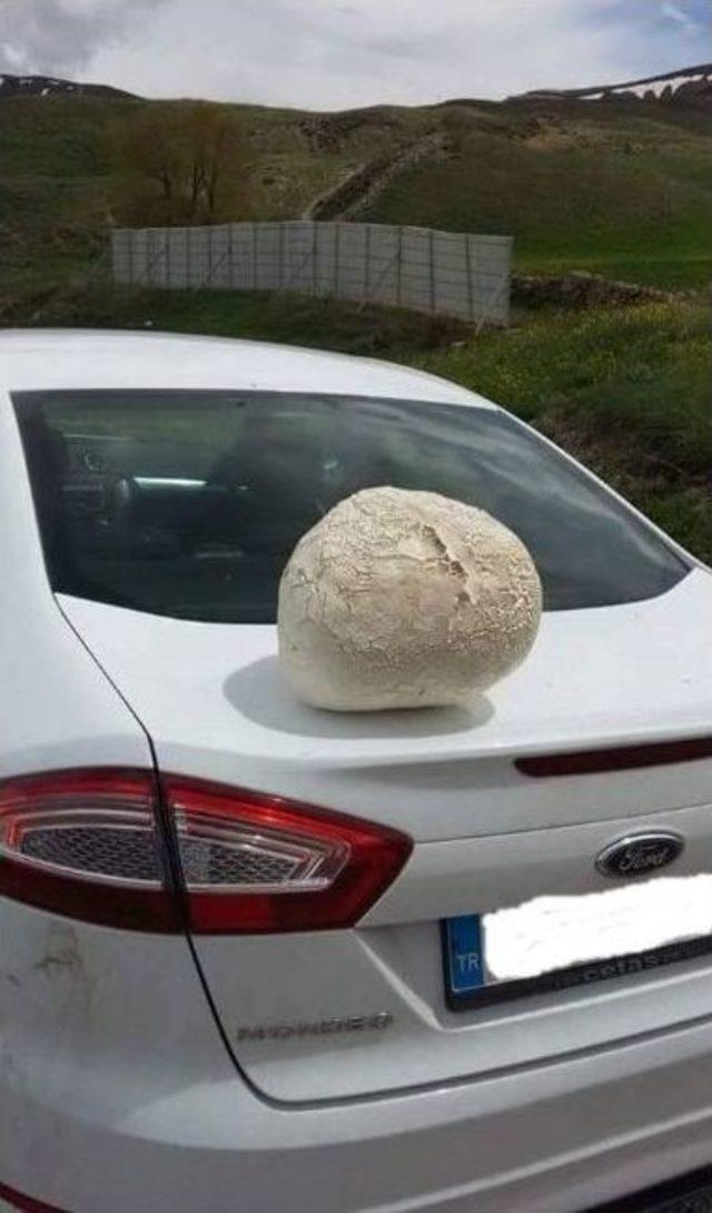 Beş Kilo Ağırlığında &Ccedil;aşır Mantarı, G&ouml;renleri Şaşırttı 1