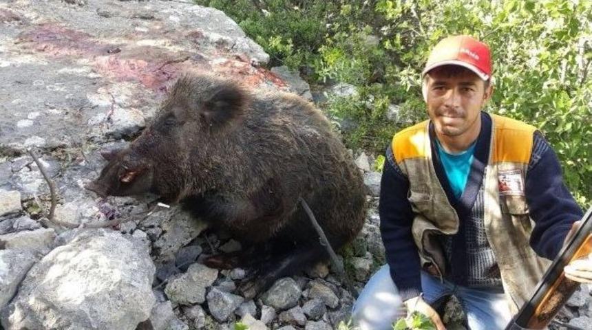 Karaman&rsquo;da Yaban Domuzlarına S&uuml;rek Avı