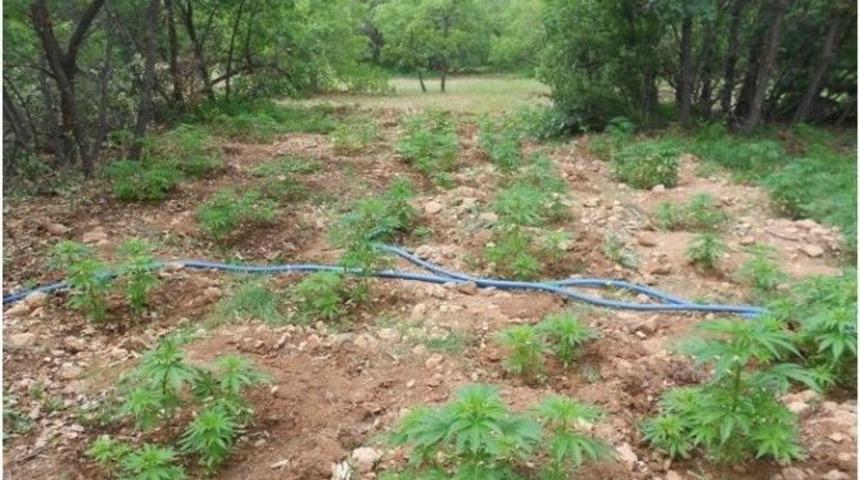 Malatya&rsquo;da &Ccedil;ok Sayıda Uyuşturucu Madde Ve M&uuml;himmat Ele Ge&ccedil;irildi