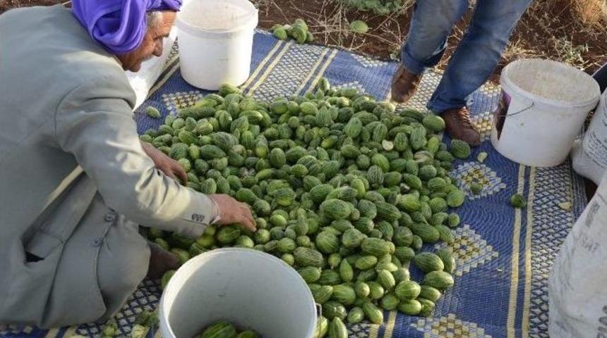 Görüntüsü Karpuza Benzeyen, Salata Tadındaki Şelengo Tezgahlarda Yerini Aldı