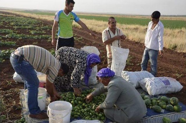 Görüntüsü Karpuza Benzeyen, Salata Tadındaki Şelengo Tezgahlarda Yerini Aldı