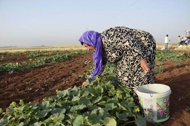 Görüntüsü Karpuza Benzeyen, Salata Tadındaki Şelengo Tezgahlarda Yerini Aldı