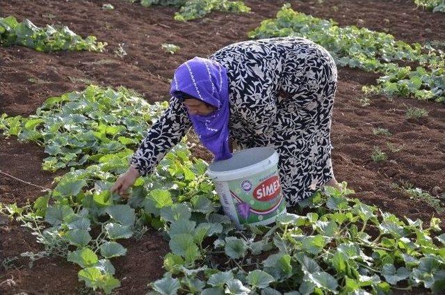 Görüntüsü Karpuza Benzeyen, Salata Tadındaki Şelengo Tezgahlarda Yerini Aldı